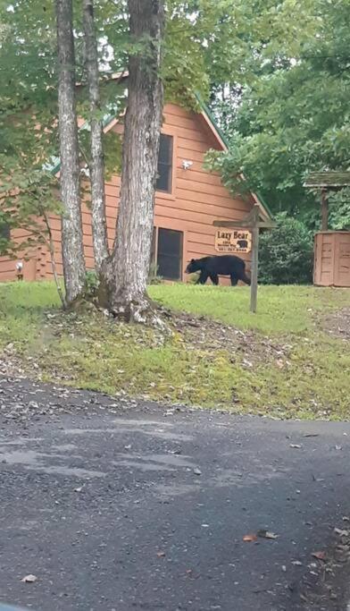 Lazy Bear Cabin セバービル エクステリア 写真